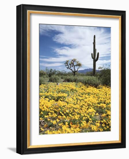 Organ Pipe Cactus Nm, Saguaro Cactus and Desert Wildflowers-Christopher Talbot Frank-Framed Photographic Print