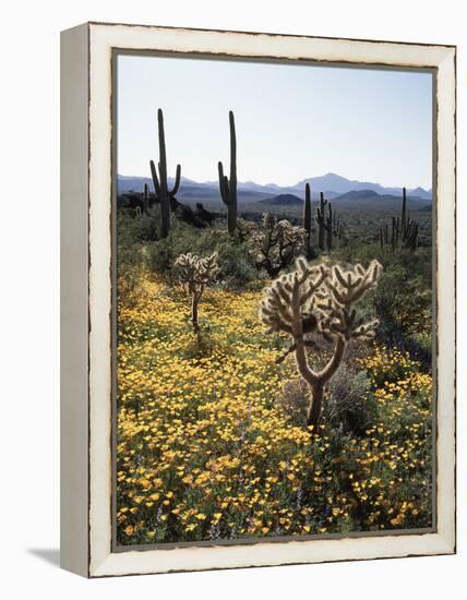 Organ Pipe Cactus Nm, Wildflowers around Jumping Cholla and Saguaro-Christopher Talbot Frank-Framed Premier Image Canvas