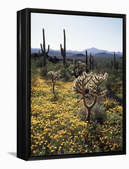 Organ Pipe Cactus Nm, Wildflowers around Jumping Cholla and Saguaro-Christopher Talbot Frank-Framed Premier Image Canvas
