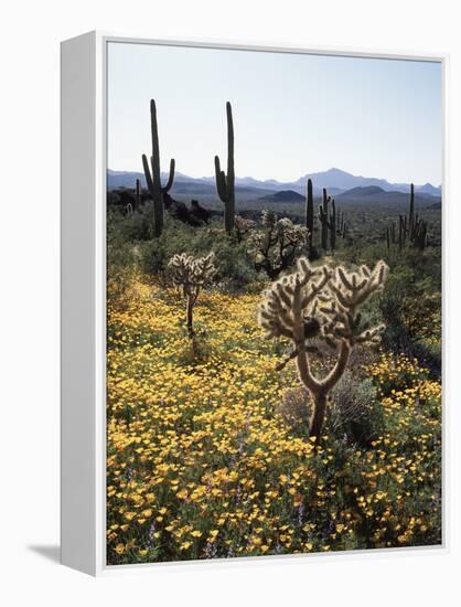 Organ Pipe Cactus Nm, Wildflowers around Jumping Cholla and Saguaro-Christopher Talbot Frank-Framed Premier Image Canvas