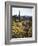 Organ Pipe Cactus Nm, Wildflowers around Jumping Cholla and Saguaro-Christopher Talbot Frank-Framed Photographic Print