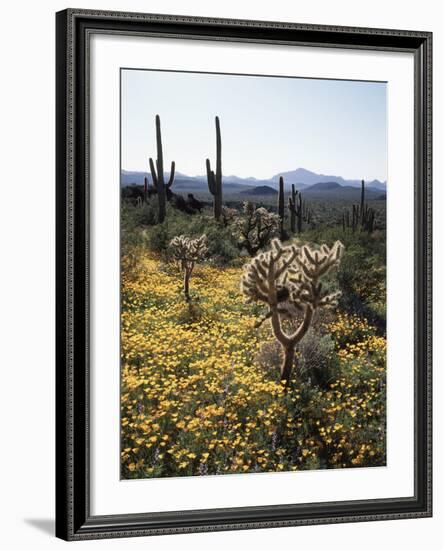 Organ Pipe Cactus Nm, Wildflowers around Jumping Cholla and Saguaro-Christopher Talbot Frank-Framed Photographic Print