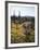 Organ Pipe Cactus Nm, Wildflowers around Jumping Cholla and Saguaro-Christopher Talbot Frank-Framed Photographic Print