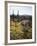 Organ Pipe Cactus Nm, Wildflowers around Jumping Cholla and Saguaro-Christopher Talbot Frank-Framed Photographic Print