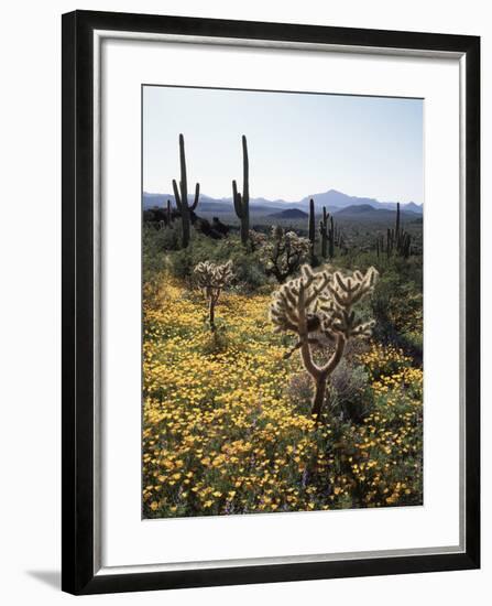 Organ Pipe Cactus Nm, Wildflowers around Jumping Cholla and Saguaro-Christopher Talbot Frank-Framed Photographic Print