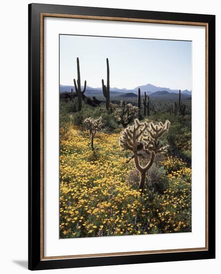 Organ Pipe Cactus Nm, Wildflowers around Jumping Cholla and Saguaro-Christopher Talbot Frank-Framed Photographic Print