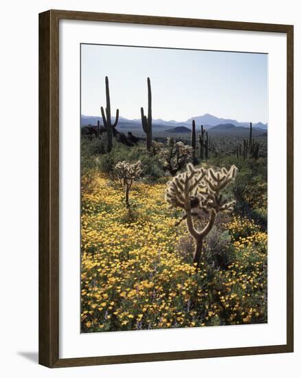 Organ Pipe Cactus Nm, Wildflowers around Jumping Cholla and Saguaro-Christopher Talbot Frank-Framed Photographic Print