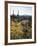 Organ Pipe Cactus Nm, Wildflowers around Jumping Cholla and Saguaro-Christopher Talbot Frank-Framed Photographic Print