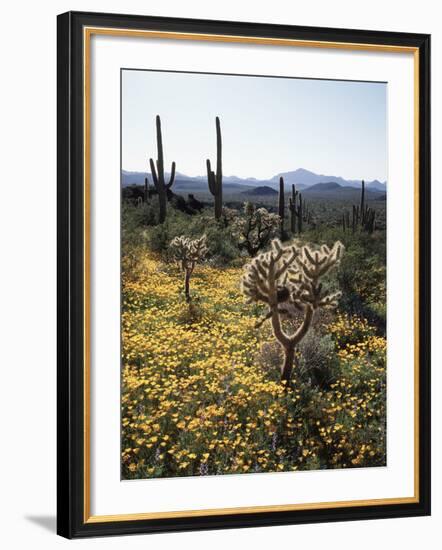 Organ Pipe Cactus Nm, Wildflowers around Jumping Cholla and Saguaro-Christopher Talbot Frank-Framed Photographic Print