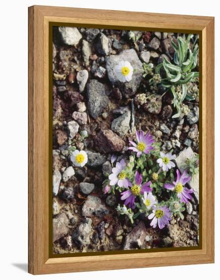 Organ Pipe Cactus Nm, Woolly Daisy Growing Out of a Riverbed-Christopher Talbot Frank-Framed Premier Image Canvas
