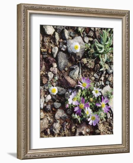 Organ Pipe Cactus Nm, Woolly Daisy Growing Out of a Riverbed-Christopher Talbot Frank-Framed Photographic Print