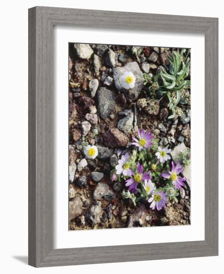 Organ Pipe Cactus Nm, Woolly Daisy Growing Out of a Riverbed-Christopher Talbot Frank-Framed Photographic Print