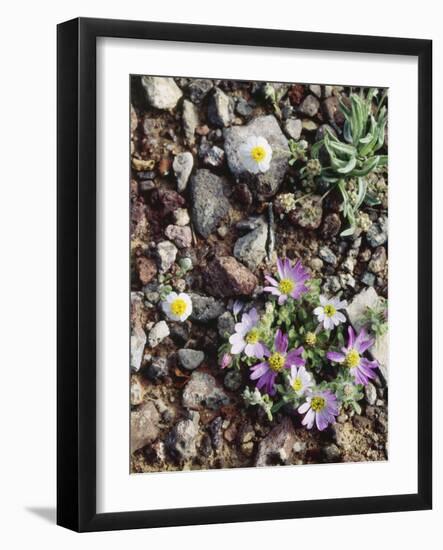 Organ Pipe Cactus Nm, Woolly Daisy Growing Out of a Riverbed-Christopher Talbot Frank-Framed Photographic Print