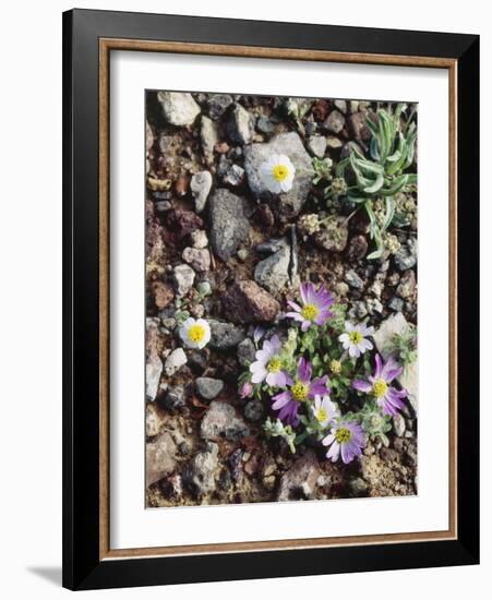 Organ Pipe Cactus Nm, Woolly Daisy Growing Out of a Riverbed-Christopher Talbot Frank-Framed Photographic Print