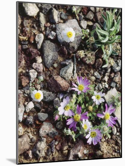 Organ Pipe Cactus Nm, Woolly Daisy Growing Out of a Riverbed-Christopher Talbot Frank-Mounted Photographic Print