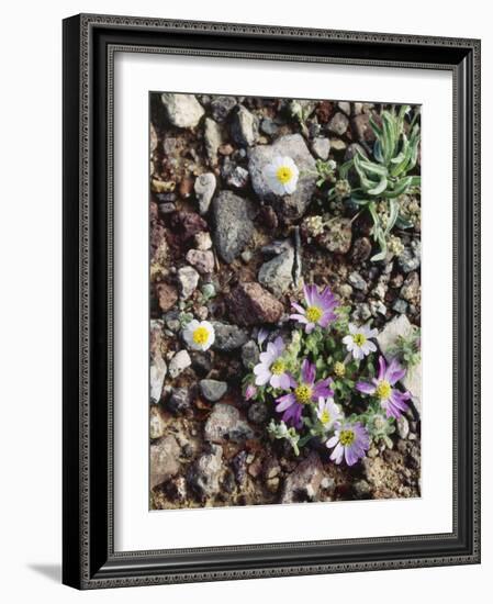 Organ Pipe Cactus Nm, Woolly Daisy Growing Out of a Riverbed-Christopher Talbot Frank-Framed Photographic Print