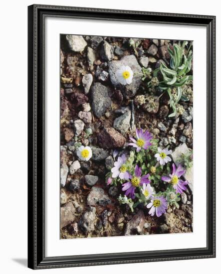 Organ Pipe Cactus Nm, Woolly Daisy Growing Out of a Riverbed-Christopher Talbot Frank-Framed Photographic Print