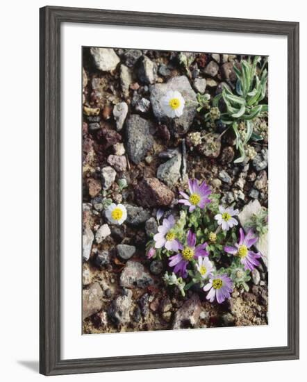 Organ Pipe Cactus Nm, Woolly Daisy Growing Out of a Riverbed-Christopher Talbot Frank-Framed Photographic Print