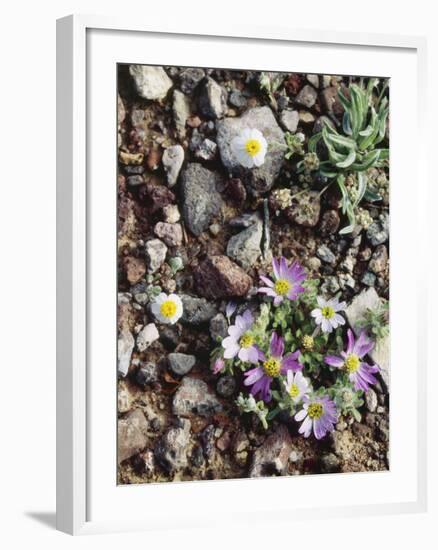 Organ Pipe Cactus Nm, Woolly Daisy Growing Out of a Riverbed-Christopher Talbot Frank-Framed Photographic Print