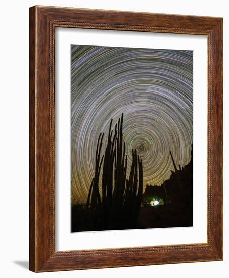 Organ pipe cactus (Stenocereus thurberi) at night, Organ Pipe Cactus National Monument-Michael Nolan-Framed Photographic Print