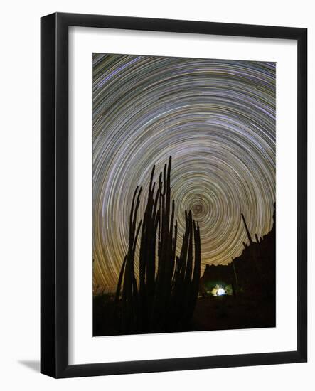 Organ pipe cactus (Stenocereus thurberi) at night, Organ Pipe Cactus National Monument-Michael Nolan-Framed Photographic Print