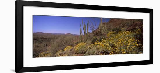 Organ Pipe Cactus (Stenocereus Thurberi) on a Landscape, Organ Pipe Cactus National Monument, Ar...-null-Framed Photographic Print