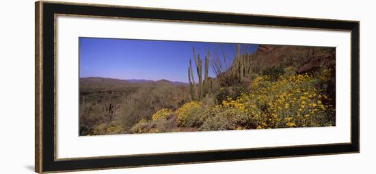 Organ Pipe Cactus (Stenocereus Thurberi) on a Landscape, Organ Pipe Cactus National Monument, Ar...-null-Framed Photographic Print