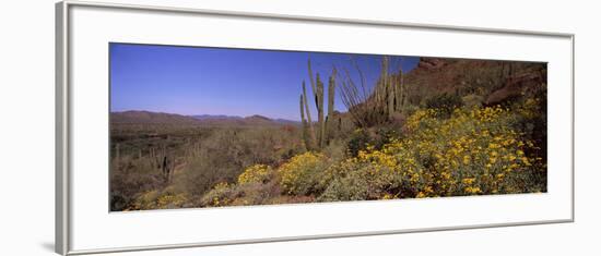 Organ Pipe Cactus (Stenocereus Thurberi) on a Landscape, Organ Pipe Cactus National Monument, Ar...-null-Framed Photographic Print