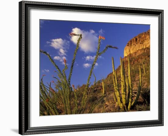 Organ Pipe Cactus with Ocotillo, Organ Pipe Cactus National Monument, Arizona, USA-Jamie & Judy Wild-Framed Photographic Print