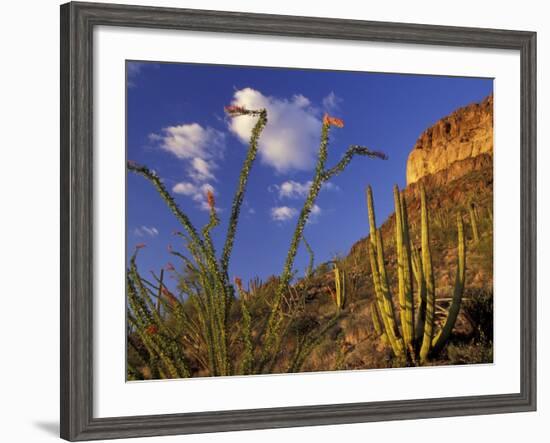 Organ Pipe Cactus with Ocotillo, Organ Pipe Cactus National Monument, Arizona, USA-Jamie & Judy Wild-Framed Photographic Print