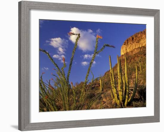 Organ Pipe Cactus with Ocotillo, Organ Pipe Cactus National Monument, Arizona, USA-Jamie & Judy Wild-Framed Photographic Print