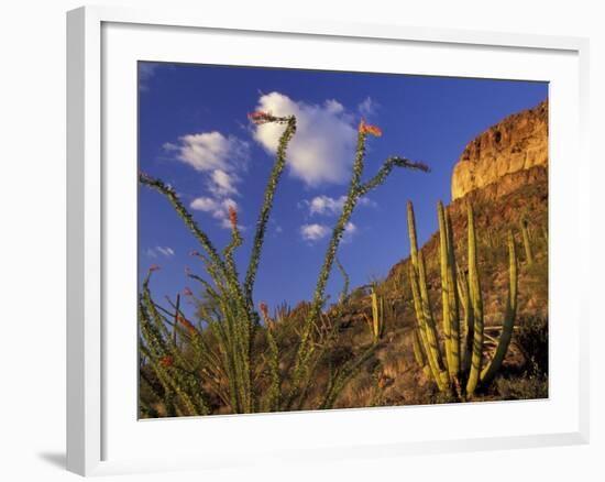 Organ Pipe Cactus with Ocotillo, Organ Pipe Cactus National Monument, Arizona, USA-Jamie & Judy Wild-Framed Photographic Print