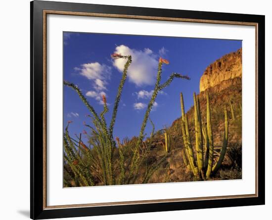 Organ Pipe Cactus with Ocotillo, Organ Pipe Cactus National Monument, Arizona, USA-Jamie & Judy Wild-Framed Photographic Print