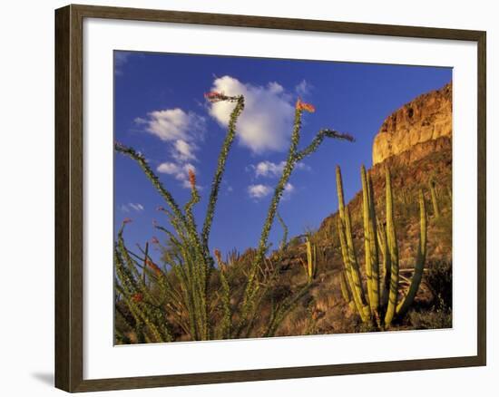 Organ Pipe Cactus with Ocotillo, Organ Pipe Cactus National Monument, Arizona, USA-Jamie & Judy Wild-Framed Photographic Print