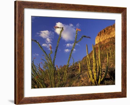 Organ Pipe Cactus with Ocotillo, Organ Pipe Cactus National Monument, Arizona, USA-Jamie & Judy Wild-Framed Photographic Print