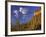 Organ Pipe Cactus with Ocotillo, Organ Pipe Cactus National Monument, Arizona, USA-Jamie & Judy Wild-Framed Photographic Print