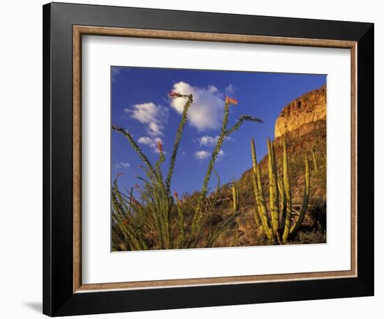 Organ Pipe Cactus with Ocotillo, Organ Pipe Cactus National Monument, Arizona, USA-Jamie & Judy Wild-Framed Photographic Print