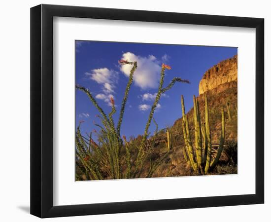 Organ Pipe Cactus with Ocotillo, Organ Pipe Cactus National Monument, Arizona, USA-Jamie & Judy Wild-Framed Photographic Print