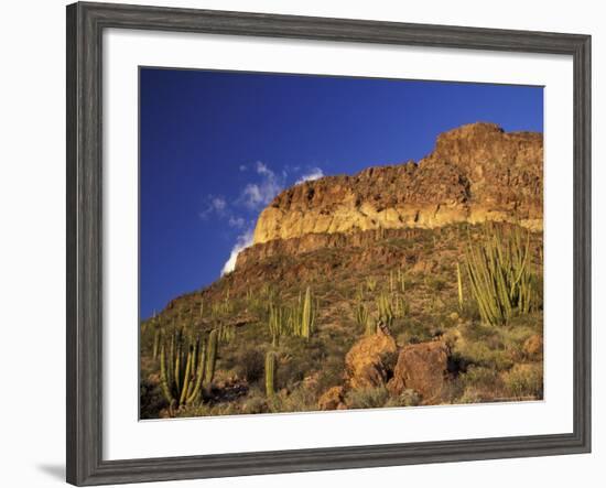 Organ Pipe Forest with Saguaro, Organ Pipe Cactus National Monument, Arizona, USA-Jamie & Judy Wild-Framed Photographic Print