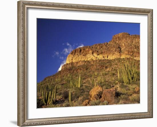 Organ Pipe Forest with Saguaro, Organ Pipe Cactus National Monument, Arizona, USA-Jamie & Judy Wild-Framed Photographic Print