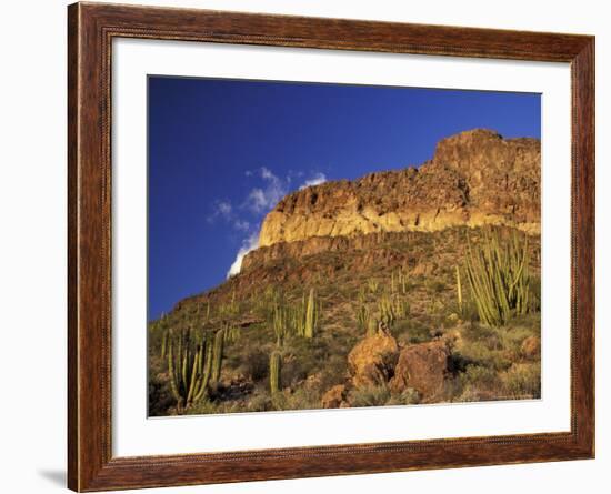 Organ Pipe Forest with Saguaro, Organ Pipe Cactus National Monument, Arizona, USA-Jamie & Judy Wild-Framed Photographic Print