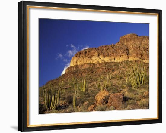 Organ Pipe Forest with Saguaro, Organ Pipe Cactus National Monument, Arizona, USA-Jamie & Judy Wild-Framed Photographic Print