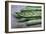 Organic Broad Beans (Vicia Faba)-Maxine Adcock-Framed Photographic Print