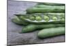 Organic Broad Beans (Vicia Faba)-Maxine Adcock-Mounted Photographic Print