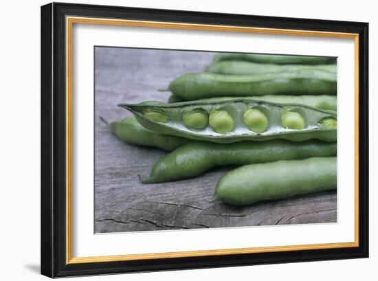 Organic Broad Beans (Vicia Faba)-Maxine Adcock-Framed Photographic Print