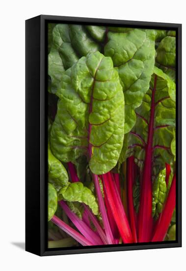 Organic Chard in a Green House, Savannah, Georgia, USA-Joanne Wells-Framed Premier Image Canvas