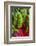 Organic Chard in a Green House, Savannah, Georgia, USA-Joanne Wells-Framed Photographic Print