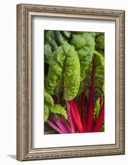 Organic Chard in a Green House, Savannah, Georgia, USA-Joanne Wells-Framed Photographic Print