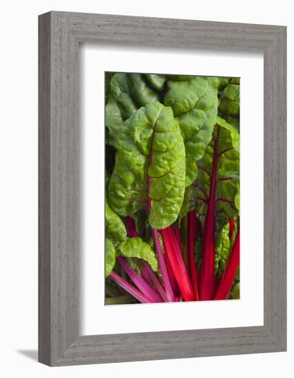 Organic Chard in a Green House, Savannah, Georgia, USA-Joanne Wells-Framed Photographic Print