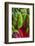 Organic Chard in a Green House, Savannah, Georgia, USA-Joanne Wells-Framed Photographic Print